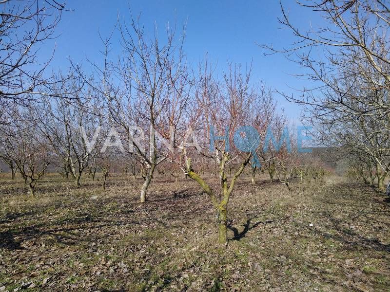 Орехова градина за продажба в…